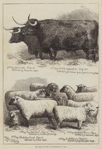 Bétail et moutons primés au Smithfield Club Show